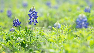 Is it illegal to pick Texas bluebonnets?