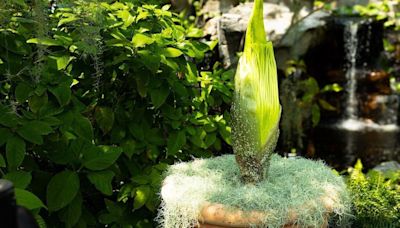 The summer's second corpse flower set to bloom