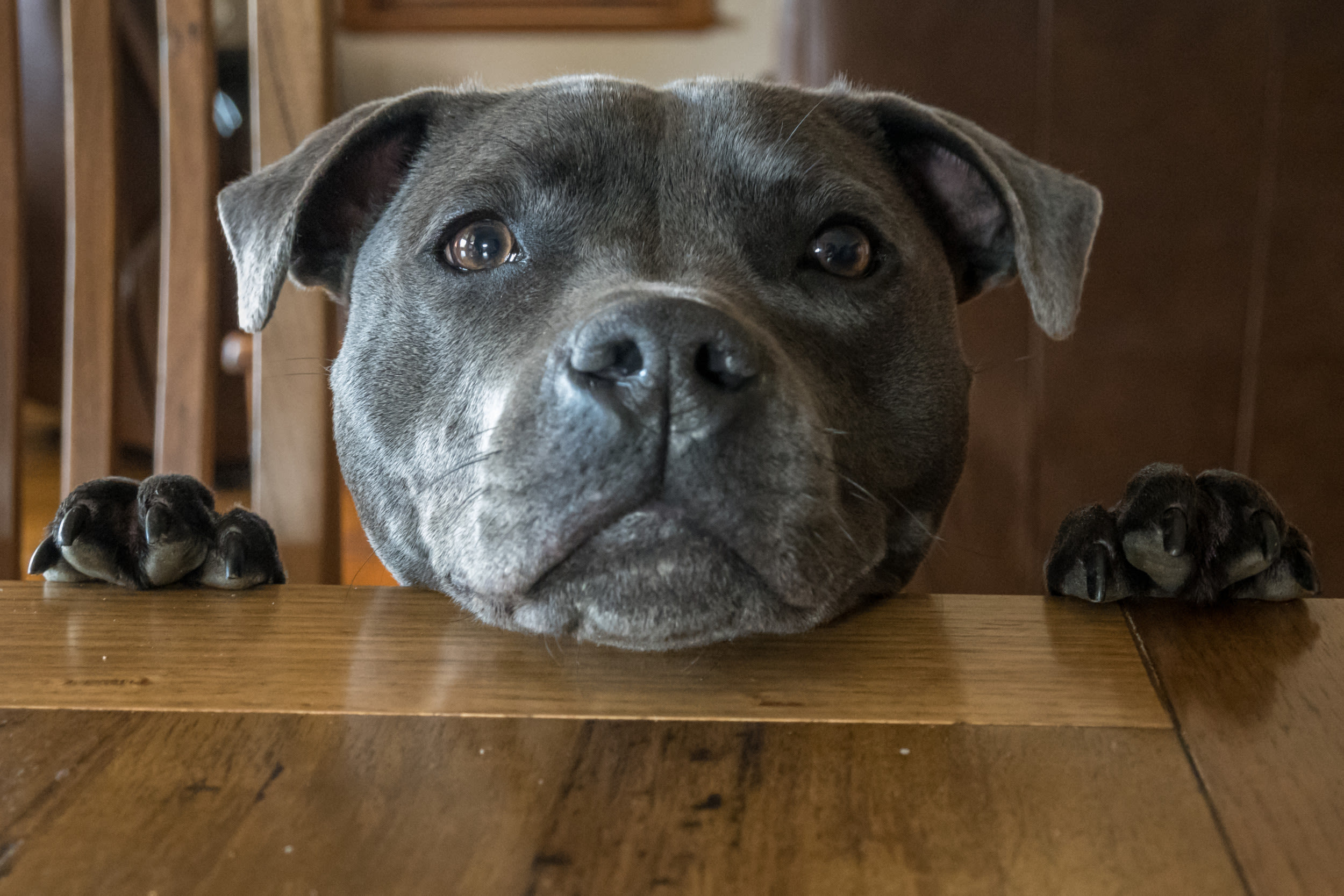 Dog's loving gesture to owner each morning has the internet in tears