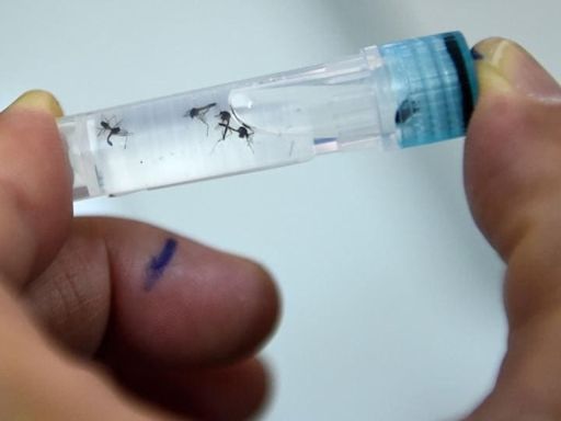 Health Talk | To combat dengue menace, a promising vaccine candidate enters phase three trials in India