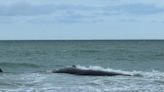 Authorities try to save 70-foot beached whale stranded off of Florida’s Venice coast