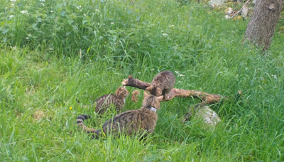 Critically endangered wildcat kittens born in Scottish national park