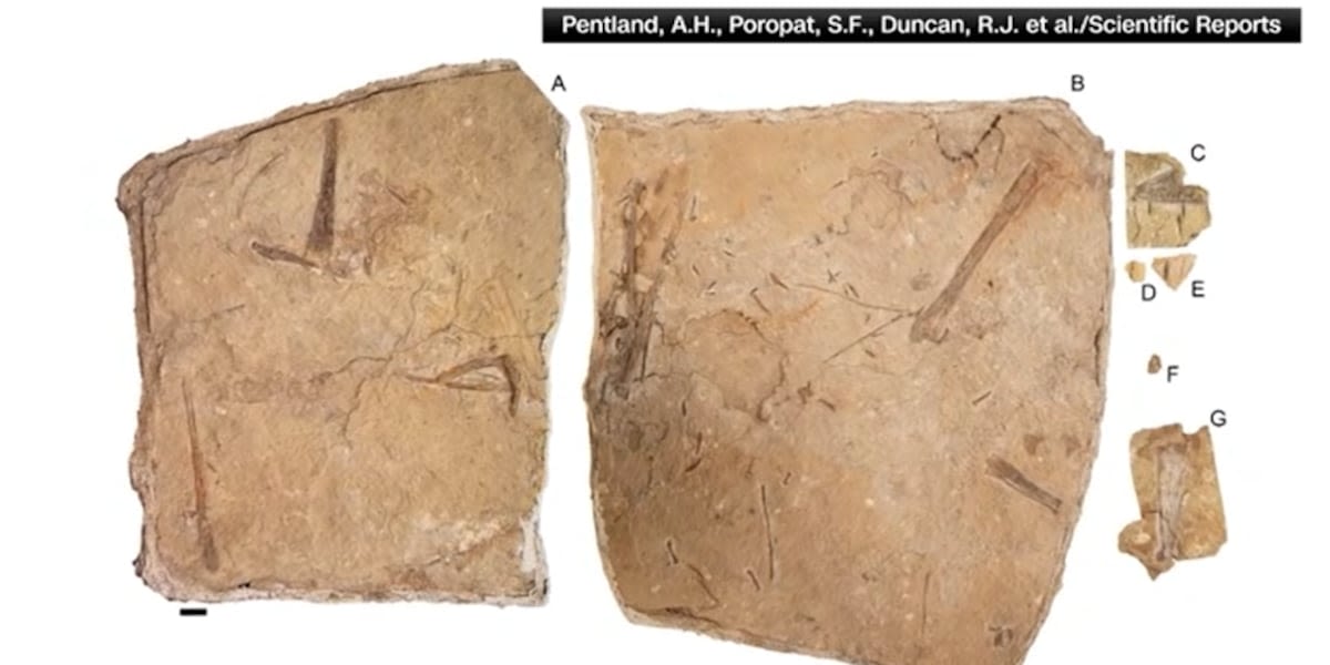 Farmer discovers new pterosaur species