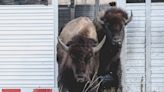 How tribes in Wisconsin are reintroducing the bison with an eye toward food sovereignty and cultural revitalization