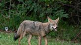 In Texas, is it legal to kill a coyote that has attacked a pet or chickens? What to know
