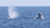 Pico, the North Atlantic right whale, spotted off Virginia's coast