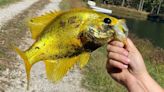 Angler catches a rare ‘24-carat’ golden crappie; ‘definitely a shock’