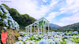 竹子湖繡球花特色農遊 鶯歌陶藝體驗玩陶畫陶 | 蕃新聞