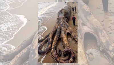 Fact Check: Photo Purports To Show Giant Octopus Washed Up on Indonesian Coast. Here's What We Learned