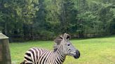 Four Zebras Escape From Trailer on Washington State Highway—One Is Still on the Loose