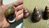 Giant ‘mystery’ snails invading Lake Lanier, DNR officials warn