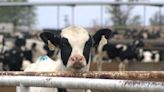 Bird flu confirmed in eastern New Mexico dairy cows