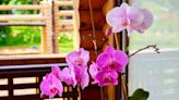 Orchids flourish with huge flowers when using the water from one kitchen item