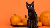 Wait: Why is Halloween all black and orange? The meaning behind the holiday's colors