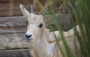 Rare Baby Addax is Mother’s Day Gift at Disney’s Animal Kingdom