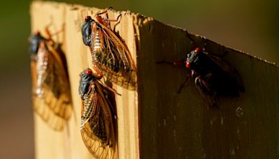 New year, new brood: Map shows where cicadas will be in 2025