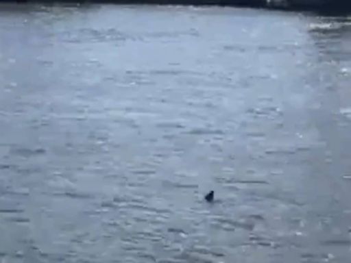 Watch: Woman claims she spotted a shark in the Thames