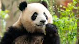 Giant Pandas Are Returning to San Diego Zoo and People Are Ecstatic