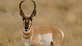 $1,500 reward offered after headless antelope found in Arizona