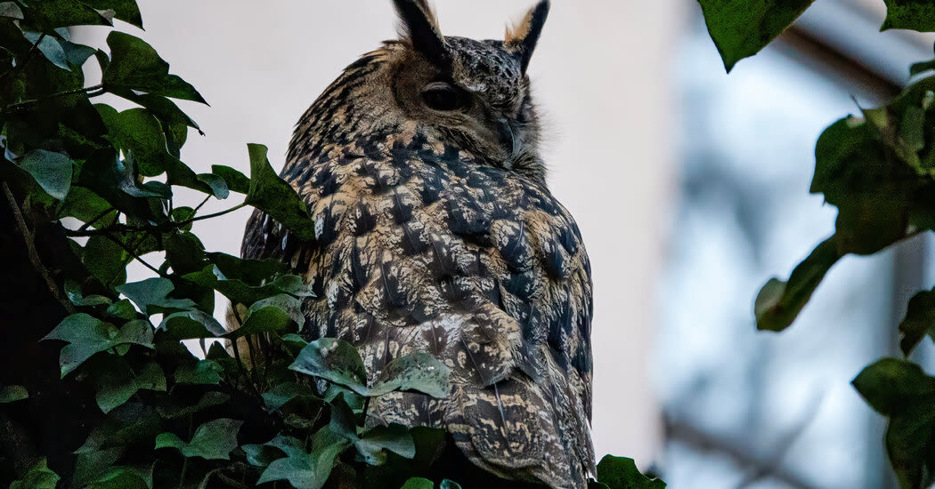 Legacy of Flaco, Escaped Zoo Owl, to Live at Museum in His Neighborhood