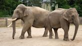 Tulsa Zoo will soon welcome two new Asian elephants to new Elephant Preserve Barn