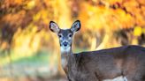 Lethal ‘zombie deer disease’ could spill-over to humans, research group warns as it launches an international effort to prepare