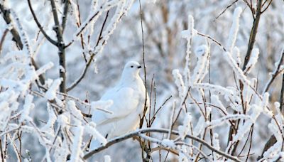 Panthère des neiges, pieuvre, insecte... Ces animaux maîtres du camouflage vont vous bluffer !