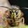 Vespula vulgaris