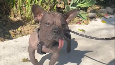 Hairless Xolo Dog Crawling Into Foster Dad's Lap For the First Time Could Melt Any Heart