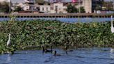 Navegar en el Riachuelo: viaje por un río herido al que empezaron a volver los peces y los pájaros