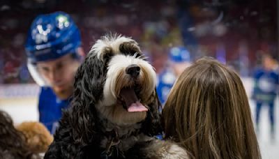 A Guide to the 2024 Vancouver Canucks' Dogs