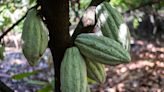 Éxodo de operadores tras caída histórica del cacao genera fuertes oscilaciones