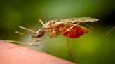 Antibody treatment tested as new tool against malaria