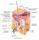 Subcutaneous tissue