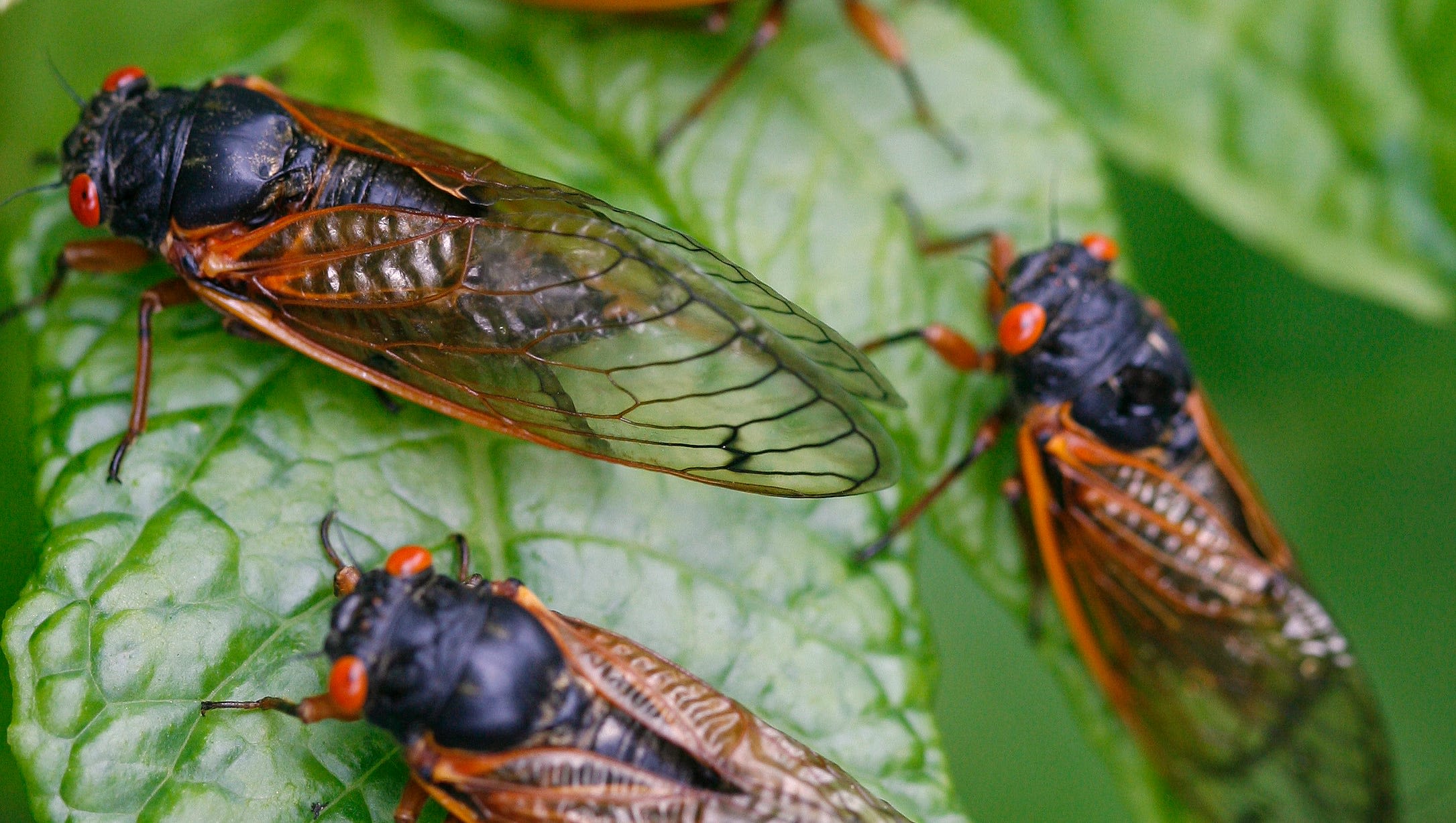 What animals eat cicadas?