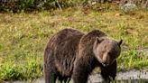 Alberta Brings Back Grizzly Hunting, But Only for 'Problem' Bears