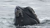 Right whale sighting leads to closure of lobster fishing area off northeastern N.B.