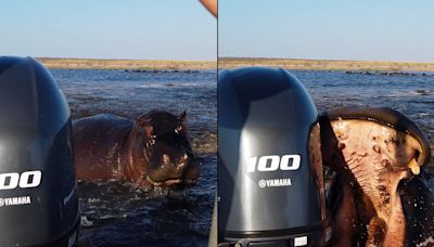 Charging hippo bites tourist boat’s rear motor in furious chase