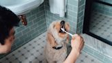 Here's how often you should brush your dog's teeth, according to a veterinarian