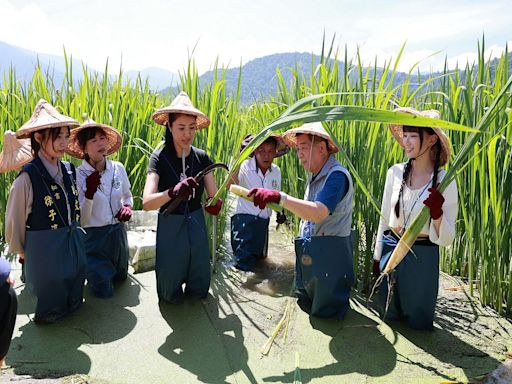 埔里農會「茭點女神」徵選開跑 許淑華體驗茭白筍採收