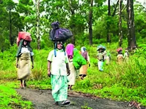 Madras High Court Directs TN Govt on Rehabilitating Manjolai Workers | Madurai News - Times of India