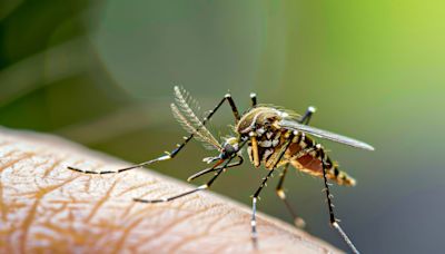 Cet inquiétant virus transmis par le moustique a été détecté en Espagne et en Italie
