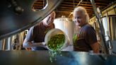 Company Brewing's Riverwest Backyard Hops uses hops from Milwaukeeans' yards