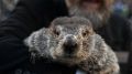 Punxsutawney Phil sees his shadow, declares 6 more weeks of winter