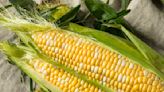 The Easiest Way to Cut Corn Off the Cob Without Kernels Flying Everywhere