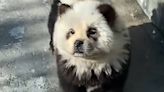Zoológico chinês tinge cachorros para parecerem com pandas e gera revolta