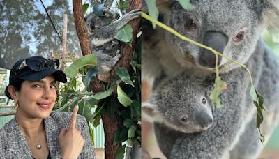 Priyanka Chopra shares pictures of 8-month-old Koala named after her at Paradise Country in Australia