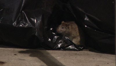 Rat infestation in South Philadelphia causes thousands of dollars in car damages