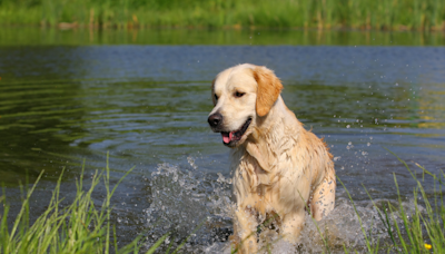 Golden Retriever Showcases Unstoppable Confidence with His Latest Crabby Catch