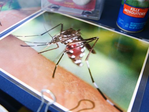 Dengue reaches historic levels in the Americas and closer to home